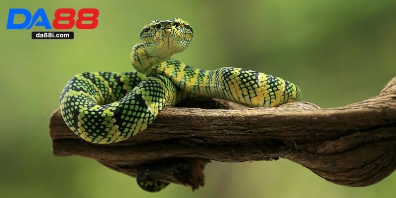 Nằm mơ thấy rắn